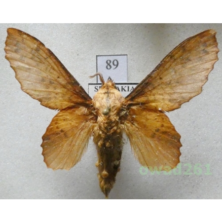 Gastropacha populifolia (Denis & Schiffermüller, 1775) male Slovakia89